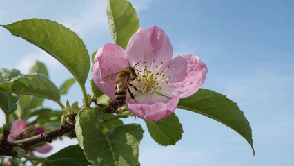 Poster - Honey bee gathering pollen from apple flowers