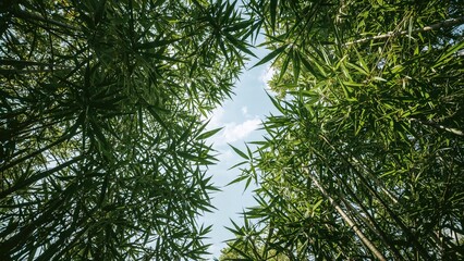 Poster - Charming Bamboo Leaf Views