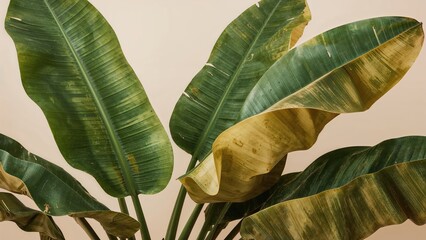 Poster - Banana tree leaf pattern as an abstract background