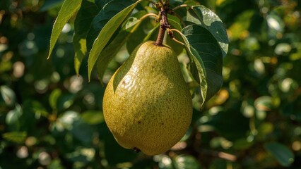 Poster - Juicy sweet pear nestled in a tree in a garden at harvest time