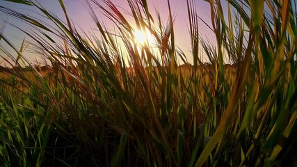 Wall Mural - Early morning sunlight shines across wild grass field swaying gently in the wind creating peaceful ripples of light and motion against a warm tropical sky in a rural countryside setting