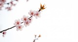 Zachte lentelicht vult bloeiende tak delicate roze bloesems. AI Generated