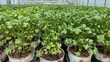 © MetaPixel - Nursery cultivation of young coriander and lettuce plants in peat mixture pots