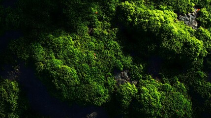 Abstract forest green moss texture background realistic organic details natural shadows diffused daylight lighting and photo realistic crisp resolution viewed from a top down perspective