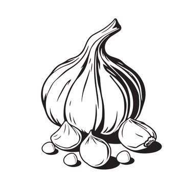Garlic bulb and cloves vector design concept black and white illustration.