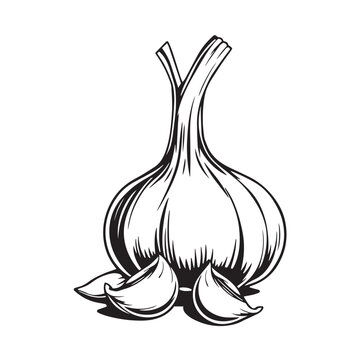 Garlic bulb and cloves vector design concept black and white illustration.