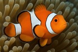 A vibrant orange clownfish with white stripes swims among sea anemones