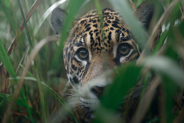 Wall Mural - Stealthy Big Cat Hiding in Jungle Foliage