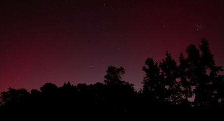 Wall Mural - Stars shining through crimson northern lights silhouetting a forest