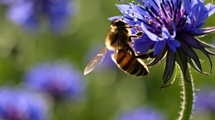 Wall Mural - stunning close up slow motion of a buzzing bee approaching blue chicory blossoms in full bloom  capturing spring nature beauty  essential pollination process and insect plant relationships in action