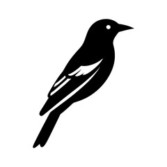Poster - Black silhouette of a songbird vector icon. Minimalist magpie robin graphic for nature and wildlife design, silhouette