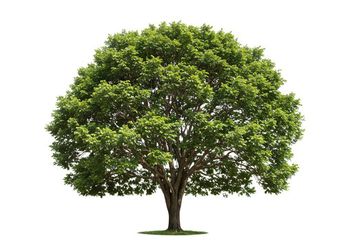 Lush Green Tree with Full Canopy on Transparent Background