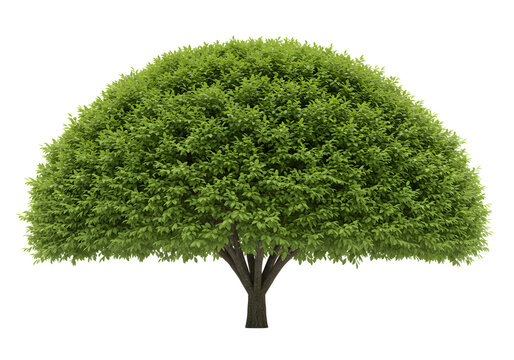 Green leafy tree with a rounded crown on transparent background