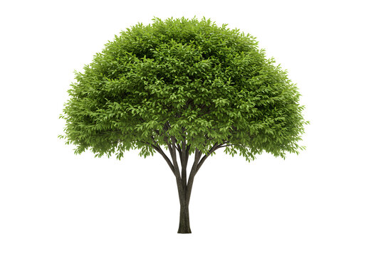 Lush Green Tree with Rounded Canopy on Transparent Background lush