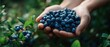 © Jyliia - The Hands Holding Fresh Blueberries in a Lush Green Garden Setting