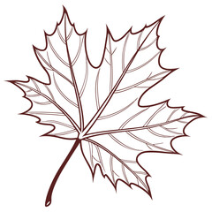 detailed silhouette of a maple leaf on white outline