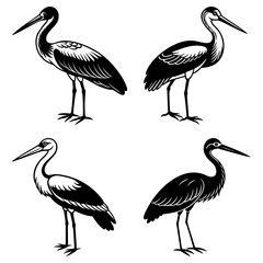 Poster - Four elegant storks in black and white standing gracefully on their thin legs with long beaks posed