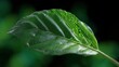 © Chandlerlikes - Conceptual image of a green leaf transforming into circuit lines, convergence of nature and tech. Bio-tech, future.