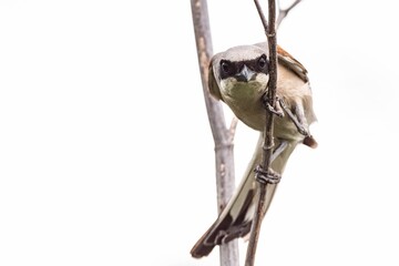 Wall Mural - tiger shrike perched on a thin branch