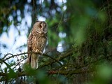 Uszatka (zwyczajna), sowa uszata - Asio otus, long-eared owl