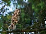 Uszatka (zwyczajna), sowa uszata - Asio otus, long-eared owl