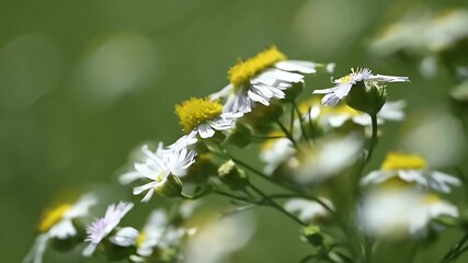 Wall Mural - soft focus shot of wild yellow and white flowers blooming in lush green field captured in macro with blurred background highlighting the delicate serenity of natural beauty and peaceful outdoor