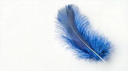 Wall Mural - Single blue feather on white background