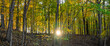 © SNEHIT PHOTO - Colorful early autumn trees in scenic Maybury state park in Michigan back lit with evening sun light.