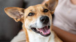 © Nakarin - Welcome back to joyful moment of happy dog smiling with bright eyes and open mouth showing friendly emotion and warmth
