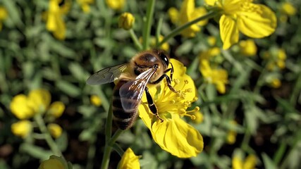 Wall Mural - A blooming rapeseed field in springtime shines in vibrant yellow while buzzing honeybees actively pollinate flowers under the warm sun showcasing sustainable farming practices and natural beauty in