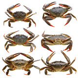 Variety of vibrant crabs displayed against a white backdrop showcasing diverse colors and textures