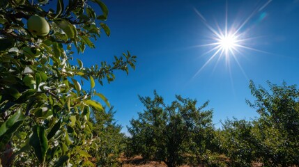 Poster - Sunlit Apple Orchard With Clear Blue Sky and Vibrant Foliage During a Bright Afternoon