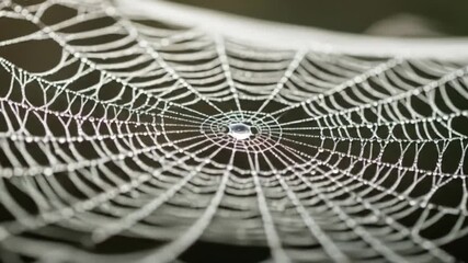 Close-up Video of a Delicate Spiderweb with Water Droplets in Nature
