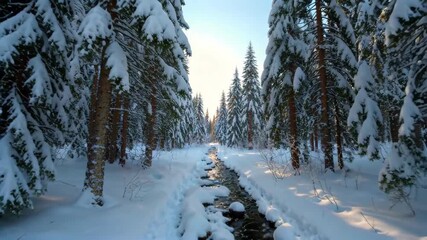 Wall Mural - snowy path through a forest with a stream of water running through it