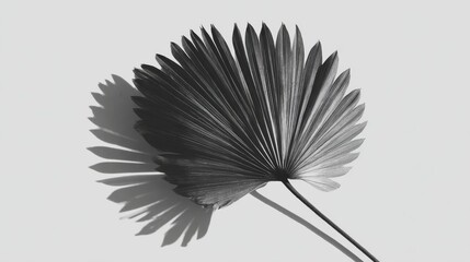 Shadow of leaf on grey background.