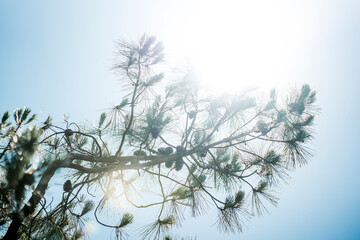 Wall Mural - pine tree with sun rays in the background and a blue sky