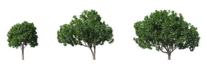 Fototapete - Realistic greenery forest trees collection on transparent backgrounds. high quality 3d rendering. png format	

