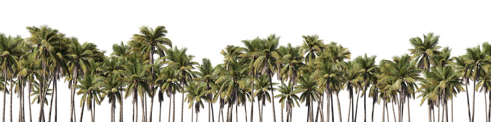 Fototapete - Landscape cut out realistic coconut trees collection on transparent backgrounds. high quality 3d rendering. png format	