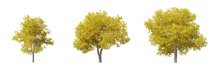 Fototapete - Cut out realistic autumn trees collection on transparent backgrounds. high quality 3d rendering. png format	