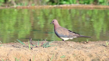 Wall Mural - A laughing dove walks along the edge of a stream.