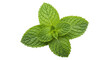 © Leon - Isolated Mint Leaves