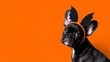 © VANATSANUN - French Bulldog dog wearing Halloween bat headband with wings and ears on orange background. Adorable canine model displays spooky autumn attire a charming french bulldog puppy showcases