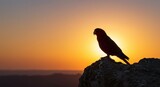 red parrot bird | A vibrant parrot silhouette perched on a rocky outcrop against a stunning sunset, showcasing the beauty of nature and wildlife in a serene landscape red parrot bird | A vibrant parrot silhouette perched on a rocky outcrop against a stunning sunset, showcasing the beauty of nature and wildlife in a serene landscape