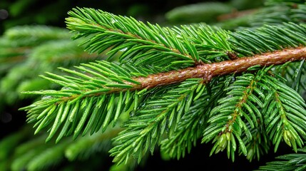 A close-up of vibrant green pine tree branches with detailed needle textures