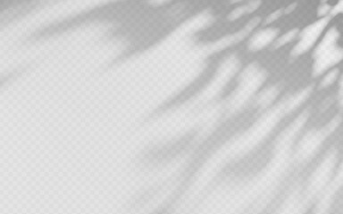 Wall Mural - abstract shadow overlay from tree branch on a transparent background.