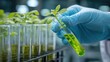 © sumi - A gloved hand holds a test tube with a small plant, surrounded by other test tubes with growing plants in a laboratory setting