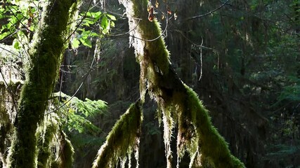 Wall Mural - sunlight filters through moss-covered branches in a dense pacific northwest rainforest.