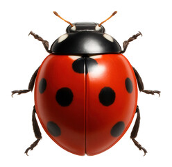 Wall Mural - red and black ladybug with a domed, shiny shell and small, delicate legs