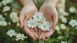 © Ali - Hands holding white flowers with soft focus, gentle romantic nature photography with feminine mood and natural aesthetics