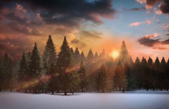 Fir tree forest in snowy landscape